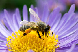  www.PunjabHeavenFarms.com
